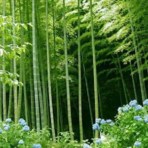Cómo cultivar bambú
