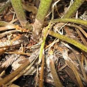 Crown Rot of Perennials (Southern Blight)