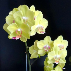 Yellow Phalaenopsis in full bloom. All buds finally opened.