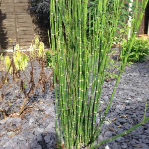 Horsetail Plants: How To Get Rid Of Horsetail Weeds