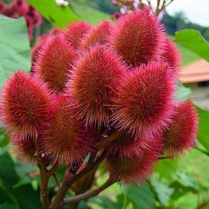 What Is Annotto – Learn About Growing Achiote Trees