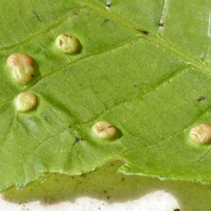 Dealing with Leaf Galls