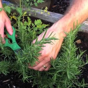 Cutting Back Rosemary: How To Trim Rosemary Bushes