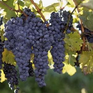 Poisonous Grape Vines