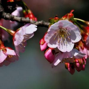 熏风三月樱花绽