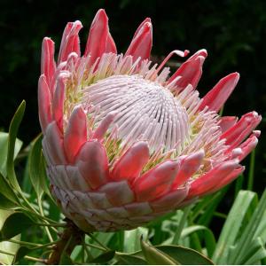 Protea cynaroides – King Protea