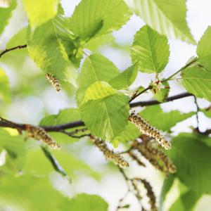 Black Alder Tree Info: Tips On Planting Black Alder In The Landscape