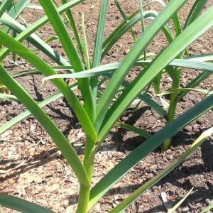 Fertilization Of Garlic: Tips On Feeding Garlic Plants