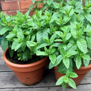 How To Grow Mint Plants In Your Garden