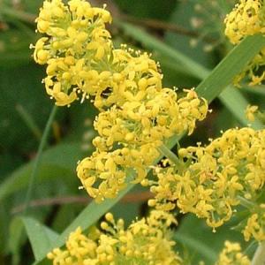 Lady’s Bedstraw Plant Info – How To Grow Lady’s Bedstraw Herbs