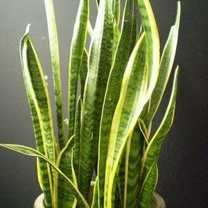 Sansevieria trifasciata – Snake Plant
