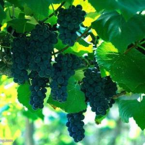 How to Remove Seeds From Concord Grapes