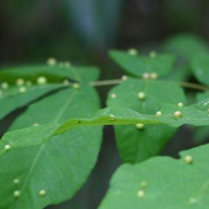 What Causes Leaf Gall and Is It a Serious Problem for Trees?