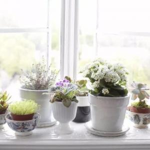 家里不同的房间种上适宜的植物，室内再也没有污浊的空气