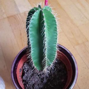 What kind of cactus is this?
