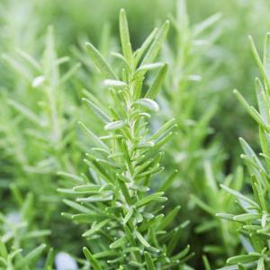 Watering Rosemary For Rosemary Plant Care