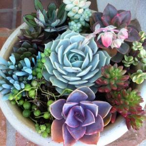 How to Mail Succulents