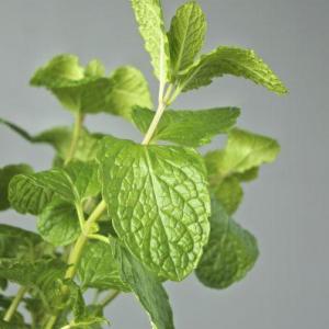 What Are Habek Mint Plants – Care And Uses For Habek Mint