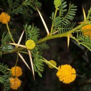 Sweet Thorn Information: What Is An Acacia Sweet Thorn Tree