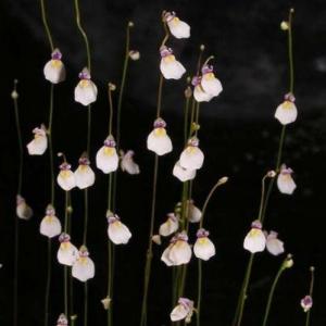 海妖女狸藻Utricularia parthenopipes