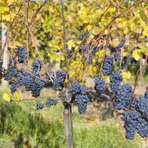 How to Prune Ornamental Grape Vines