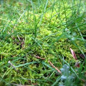 Moss in Lawns