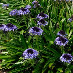 Scilla peruviana – Peruvian Lily
