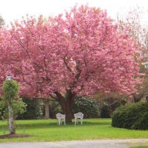 Kwanzan Cherry Tree Info – Caring For Kwanzan Cherry Trees