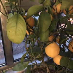 盆栽柠檬，十二月初买的，最近几天开始叶子变黄，一碰就掉叶，有点快掉光的节奏，而且叶子有斑点，不知是怎么了？请大家帮助，救救我家柠檬树