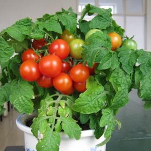 盆栽番茄种植方法