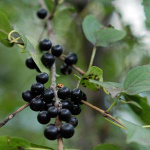 Chokecherry Planting Instructions: How To Use Chokecherries In The Landscape