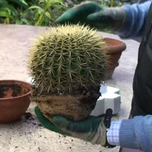 When аnd How Should I Repot My Cactus