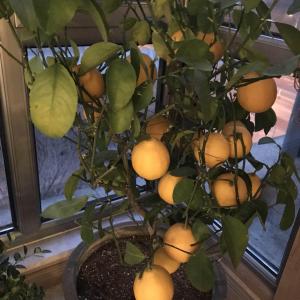 盆栽柠檬，十二月初买的，最近几天开始叶子变黄，一碰就掉叶，有点快掉光的节奏，而且叶子有斑点，不知是怎么了？请大家帮助，救救我家柠檬树