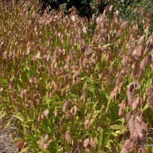 10 hierbas ornamentales para cultivar en maceta