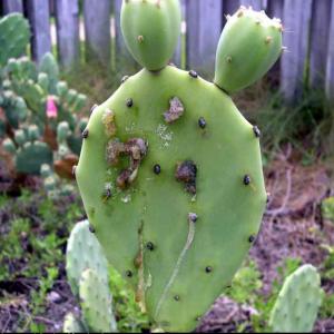 Oozing Cactus Plants: Reasons For Sap Leaking From A Cactus