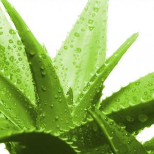 Aloe Vera: The Ancient Succulent with Healing Powers