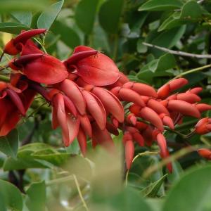 Coral Tree Information: Learn About Growing Coral Trees