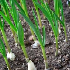 Different Types Of Garlic: Garlic Varieties To Grow In The Garden