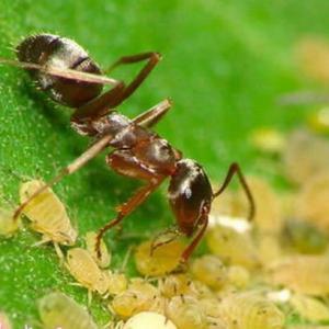 你也为花盆中的蚂蚁所困惑吗？