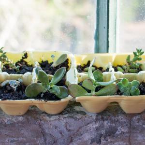 How to Grow Happy and Healthy Succulents