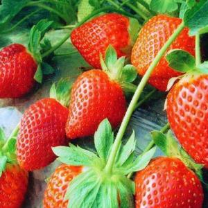 Can You Grow Strawberries From a Berry?