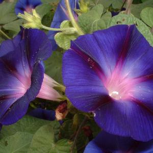 Ipomoea tricolor – Morning Glory