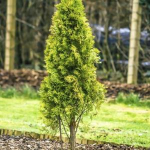 Fertilizing Arborvitae – When And How To Fertilize An Arborvitae