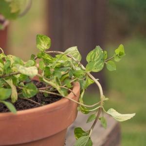 Ginger Mint Herbs: Tips On Growing Ginger Mint In Gardens
