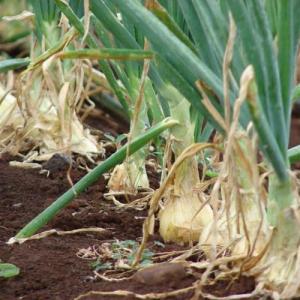 Plagas, enfermedades y fisiopatías en el cultivo de cebollas