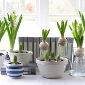 Holiday Garden Gifts: How To Force Bulbs, It’s Easy!