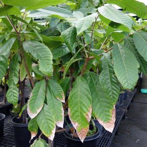 Dealing With Leaf Scorching and Tip Burn