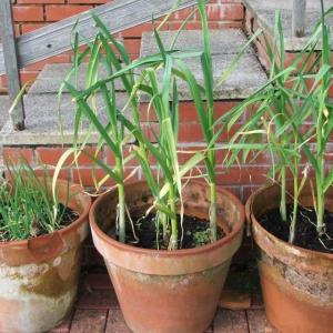 Garlic Planting In Pots: Tips For Growing Garlic In Containers
