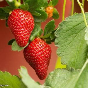 How to Keep Strawberries Off the Ground
