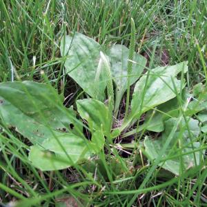 Perennial Broadleaf Weeds in Lawns